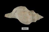 藏品(大赤旋螺)的圖片